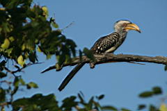 birds gomo gomo IMG_5269.JPG